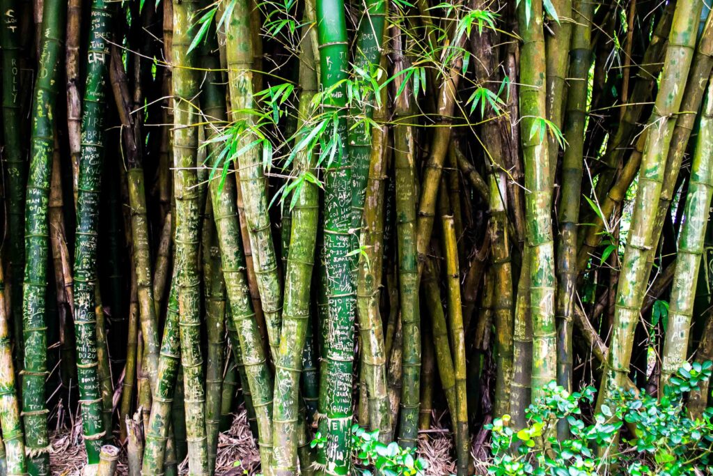 The image shows a bamboo forest, the crop that will be cultivated to make bamboo bras.