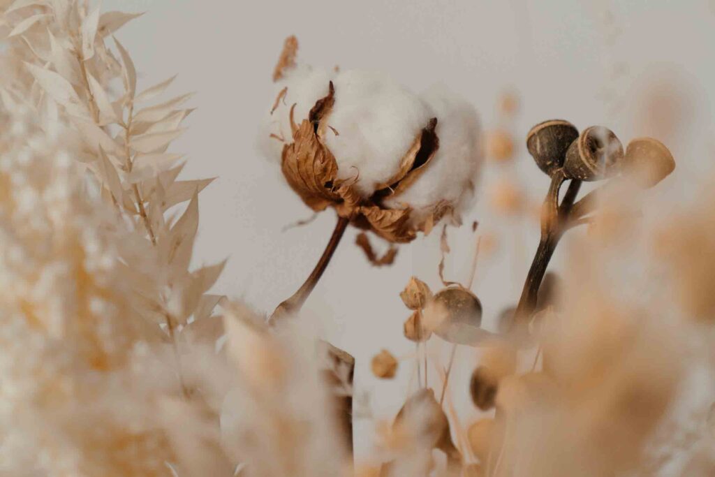 The image shows a cotton field against a white, misty sky.