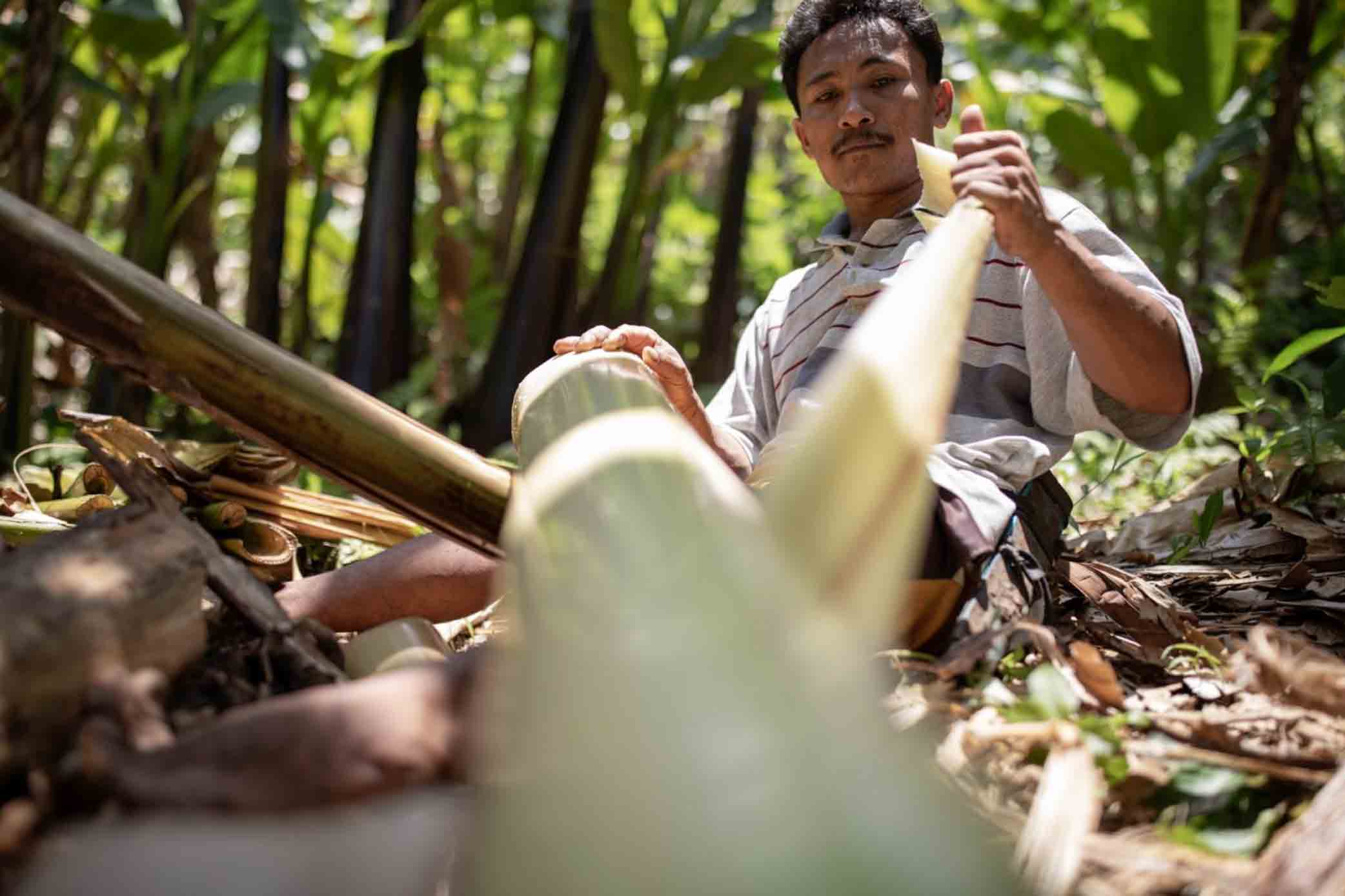 A man harvests the Abaca banana plant