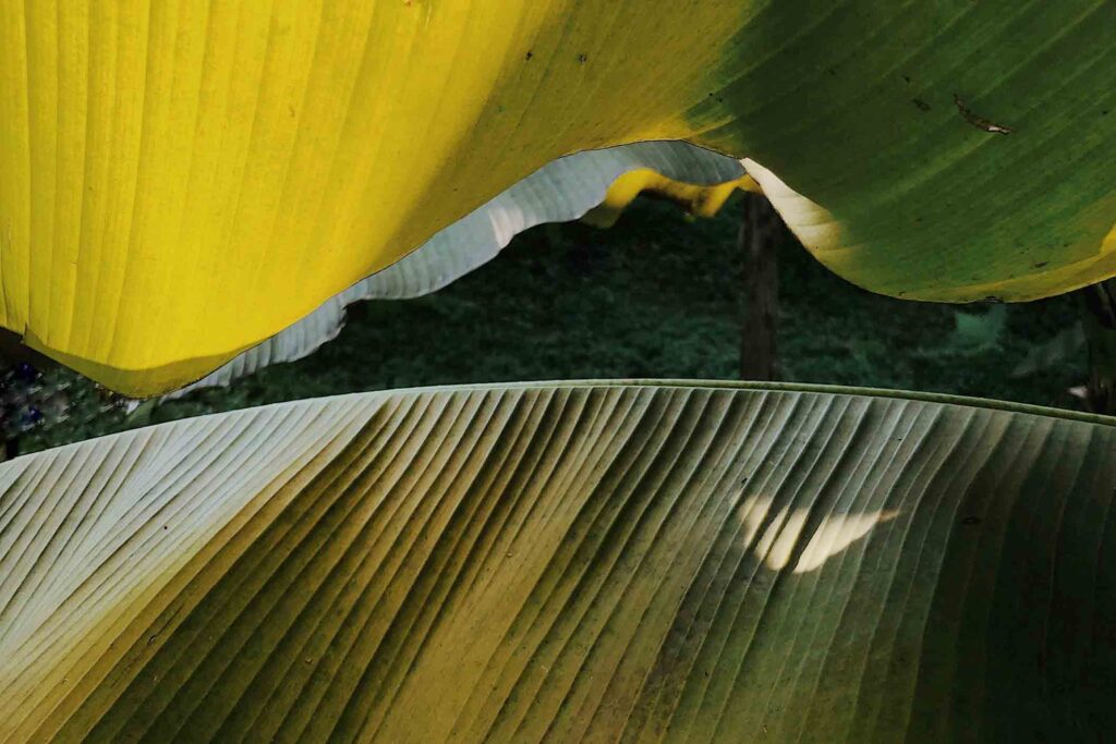 The Abaca banana plant that is used to make Bananatex fabric.