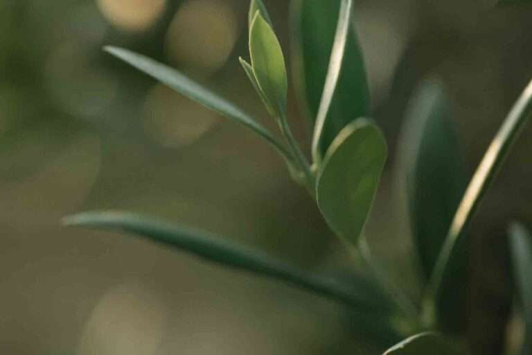 A close up shot of foliage, and green leaves.