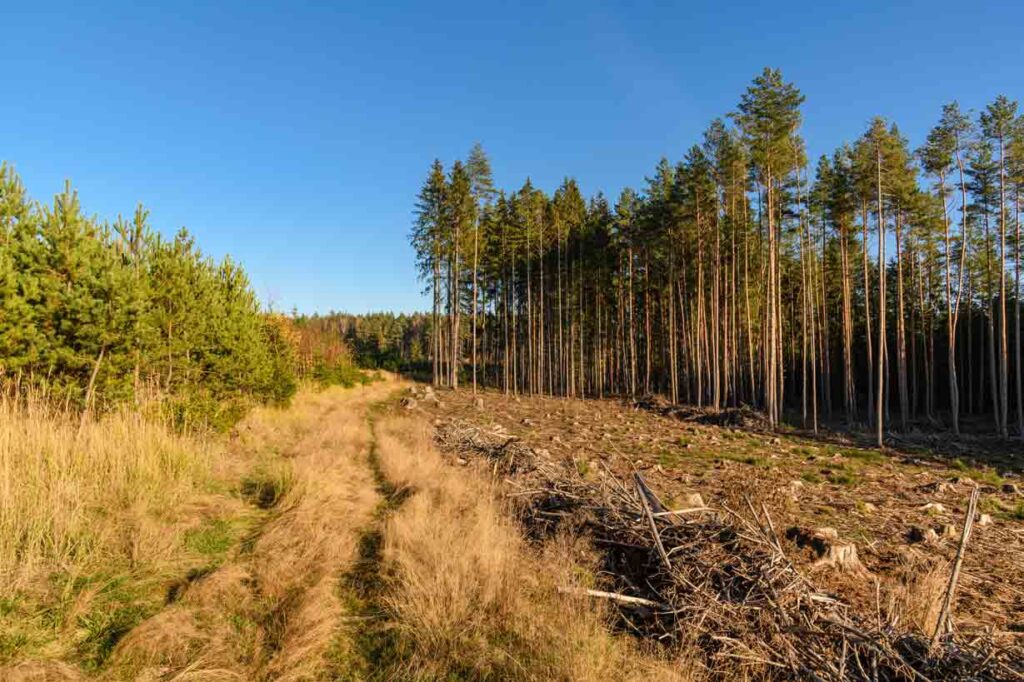 A half-plowed forest shows trees on the right side and open field on the left. 