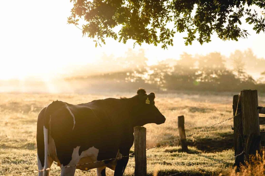 A cow grazes in a sunny pasture